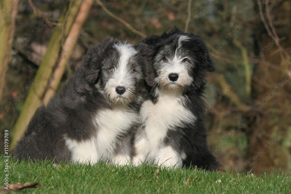 le moment de calin pour deux jeunes bearded collie