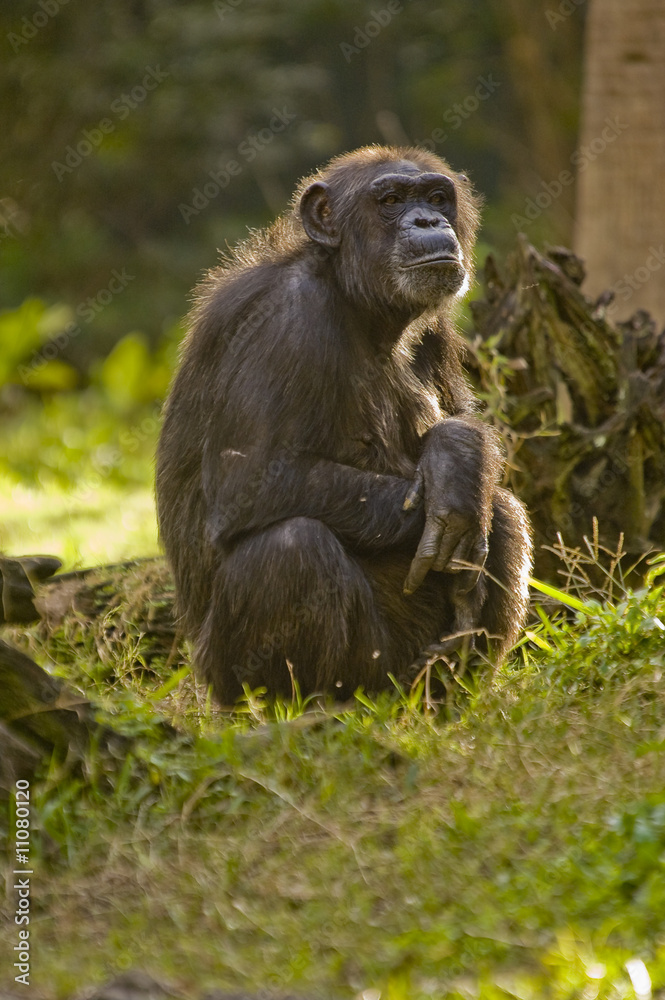 Chimpanzee