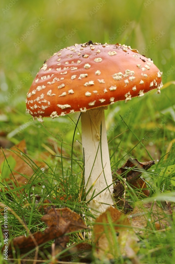 Roter Fliegenpilz Roter Fliegenpilz