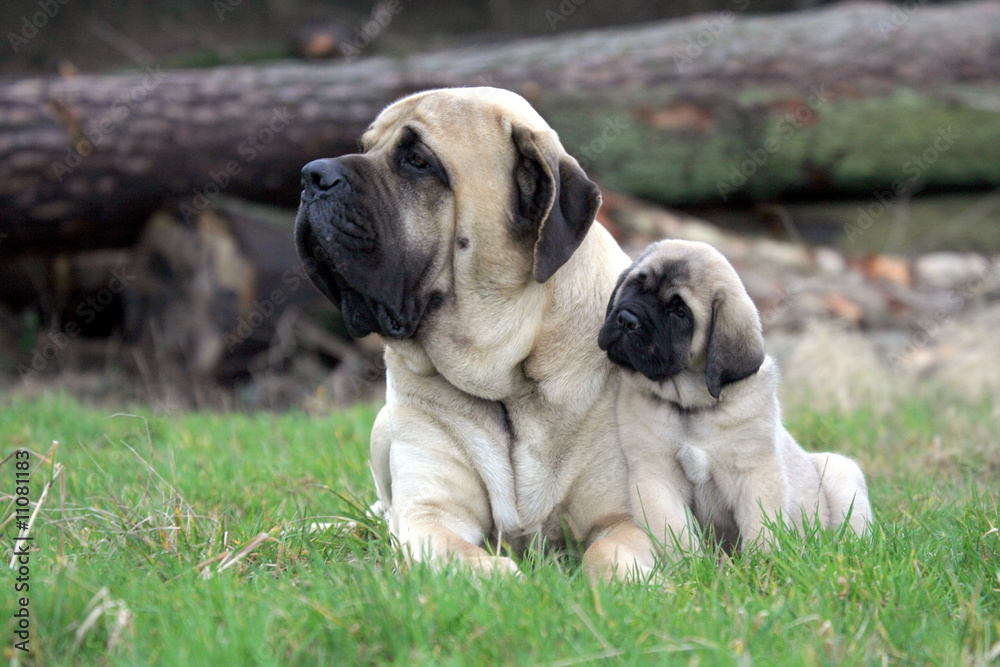 le calin entre la maman et le chiot mastiff à la campagne