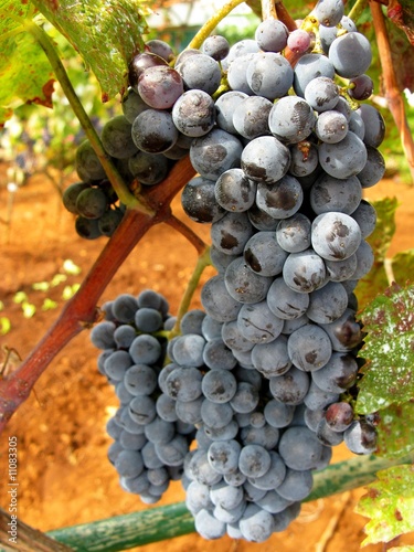 A cluster of blue grapes in a vineyard