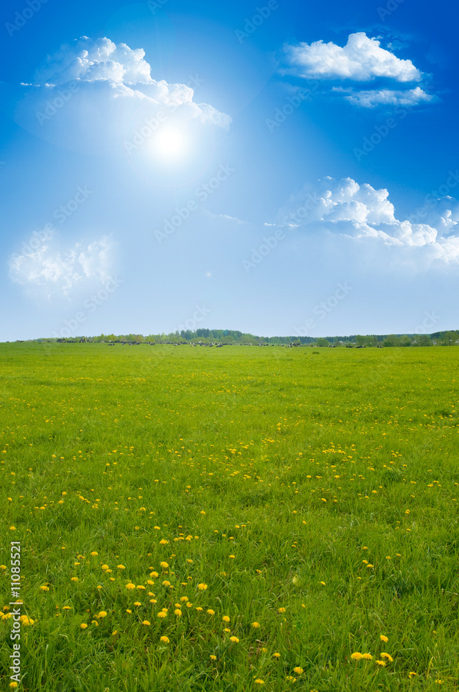 Field of dandelions on background of the sky