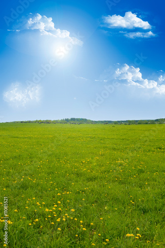 Field of dandelions on background of the sky