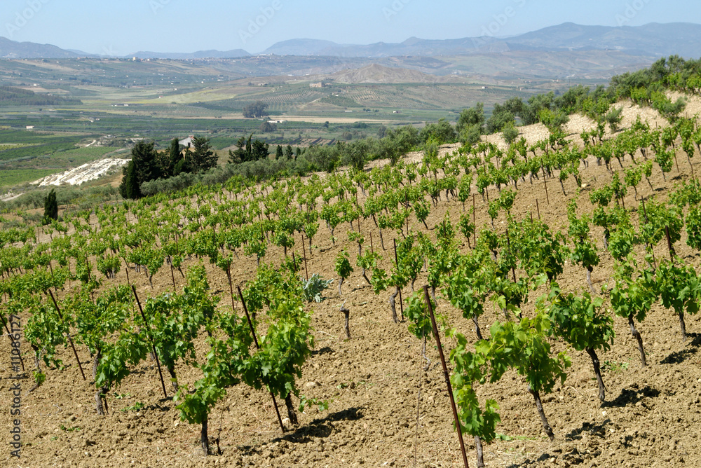 vineyard in sicily rural area