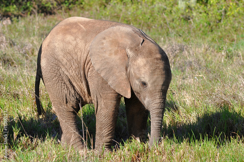 5 weeks young elephant
