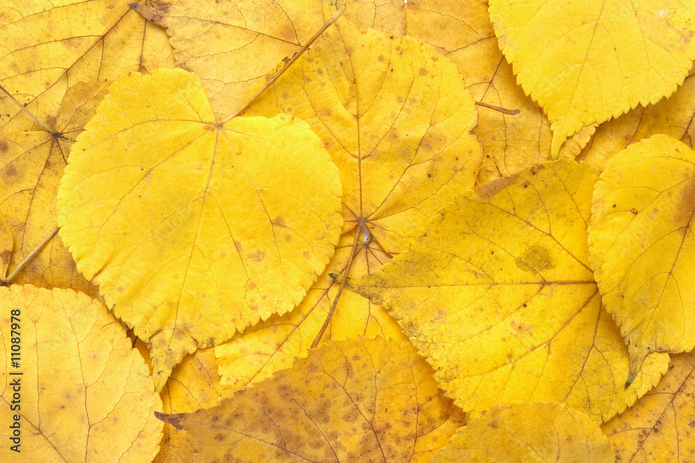 Fototapeta premium leaf 10