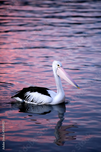 A pelican paddling at dusk