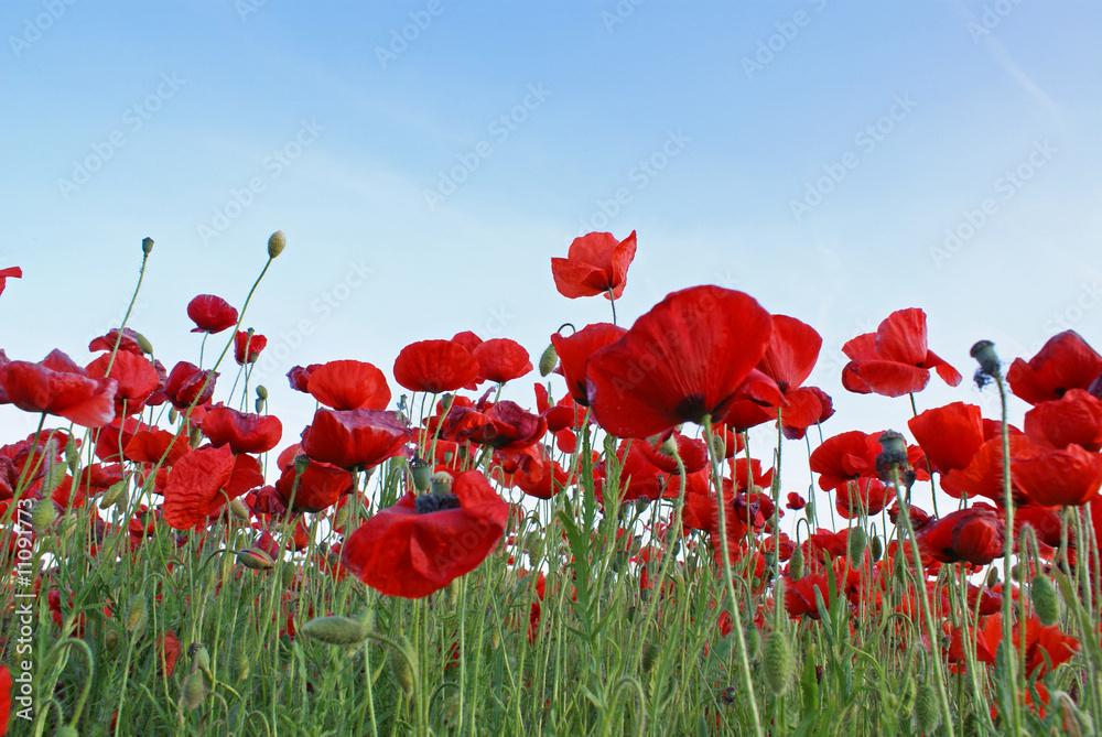 Obraz premium coquelicots