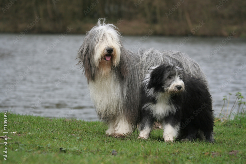 famille bearded collie en promenade au bord d'un lac famille bearded collie en promenade au bord d'un lac