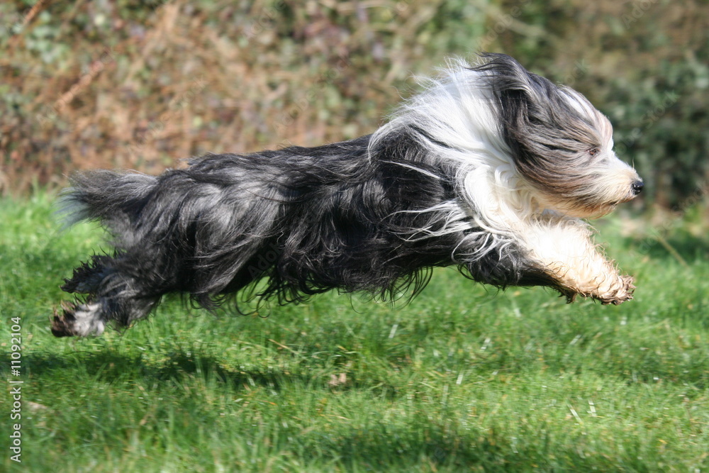 le moment sportif pour le bearded collie le moment sportif pour le bearded collie