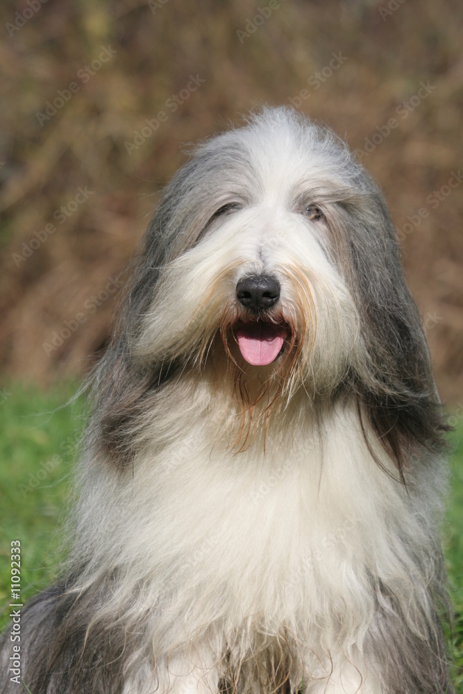 portrait du bearded collie en campagne