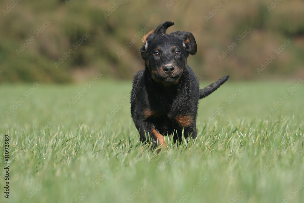 un chiot beauceron en train de courrir vu de face