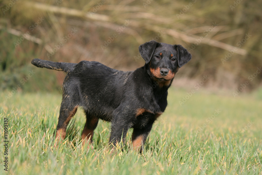 jeune beauceron debout observant à l'horizon