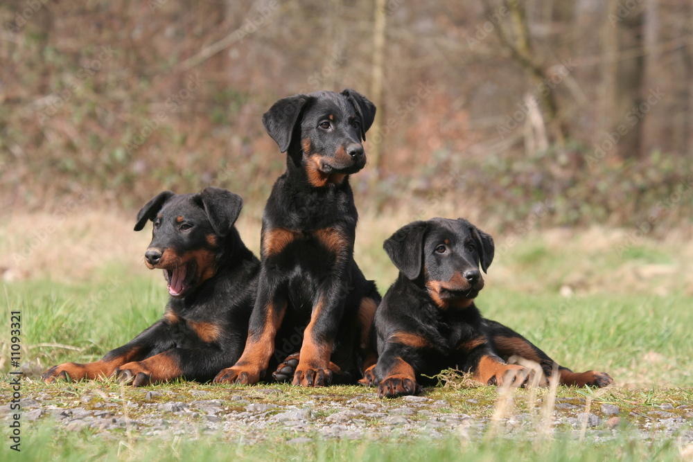 trio de de beaucerons allongés decontractés trio de de beaucerons allongés decontractés