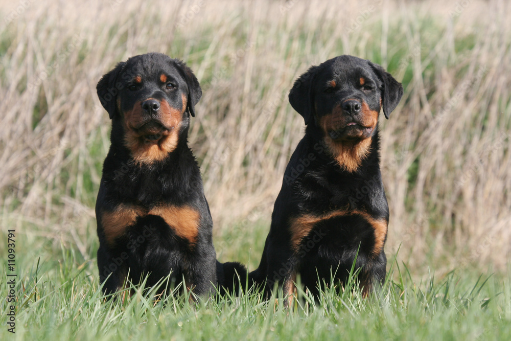 Deux jeunes Rottweiler sagements assis Deux jeunes Rottweiler sagements assis