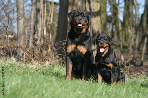 Petite famille de Rottweiler photo