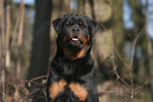 Canvastavla Impressionnant Rottweiler au regard inquisiteur