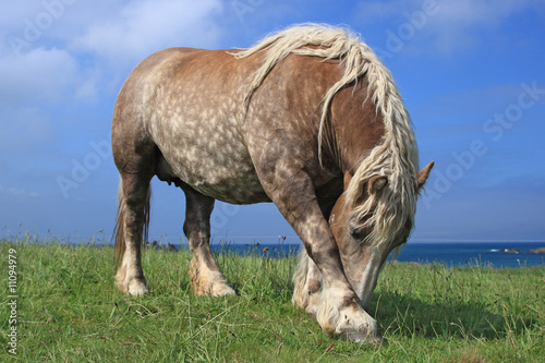cavallo bretone © marcodeepsub