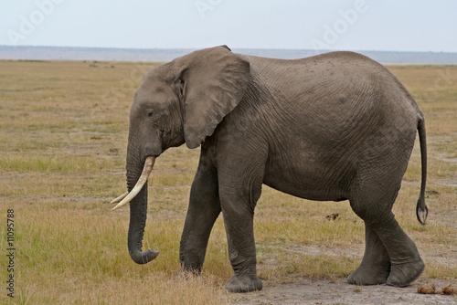 Afrikanischer Elefant, Kenia