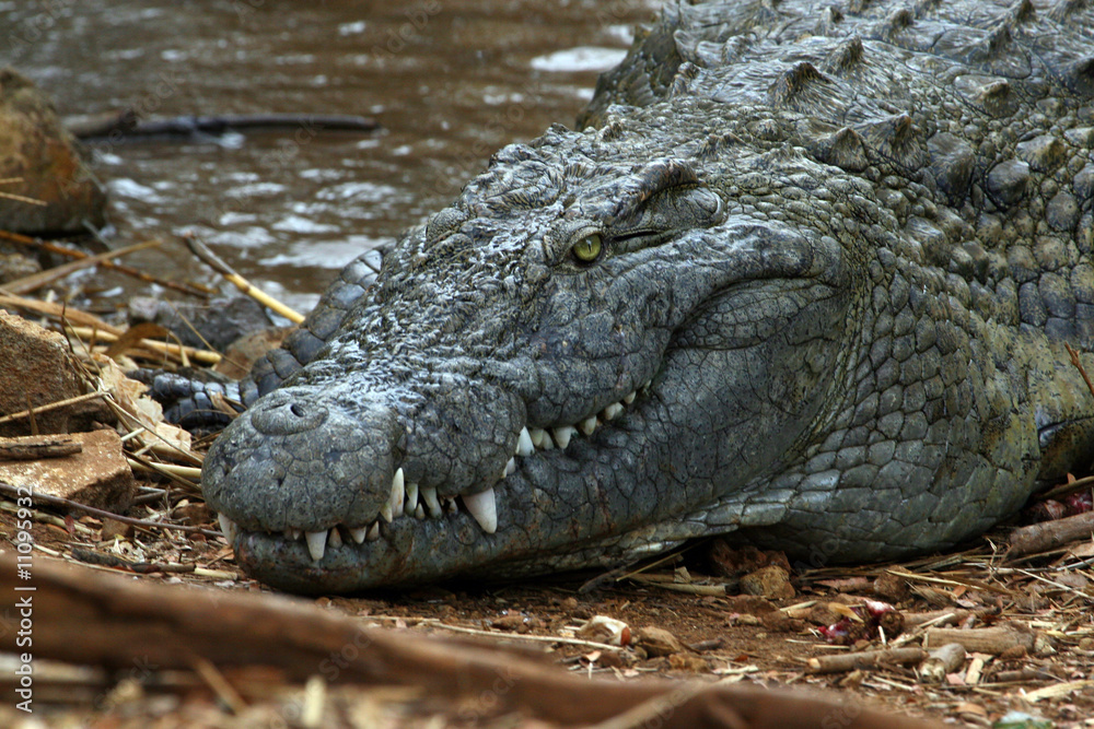 Krokodil Madagaskar 03 Krokodil Madagaskar 03