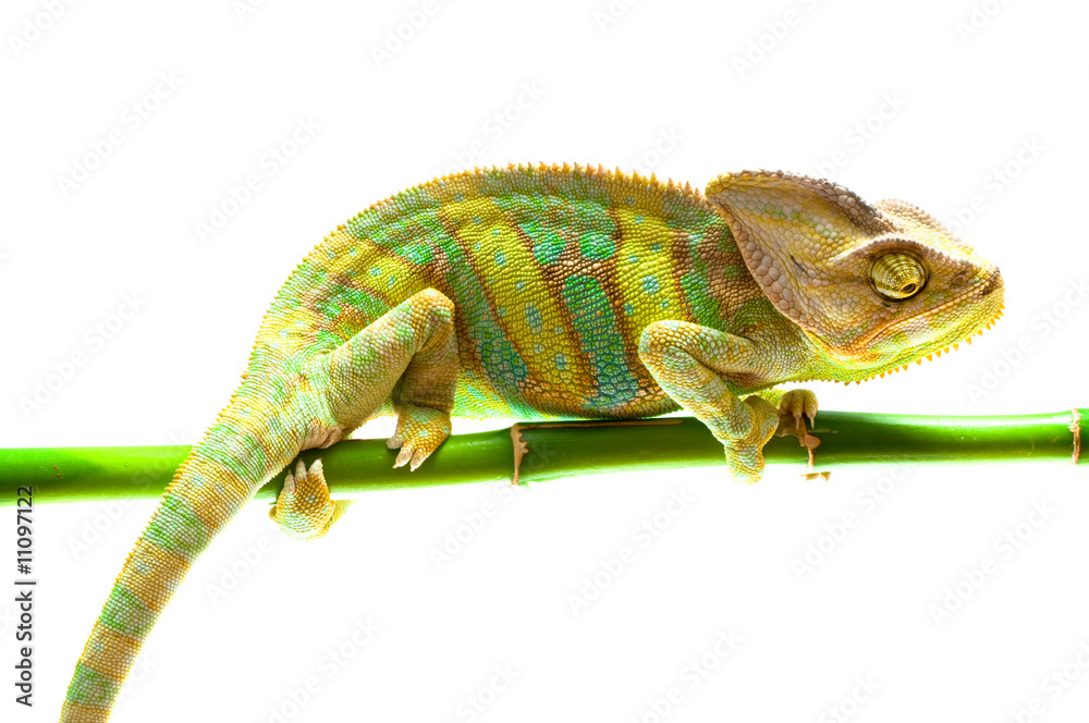 Chameleon on flower.