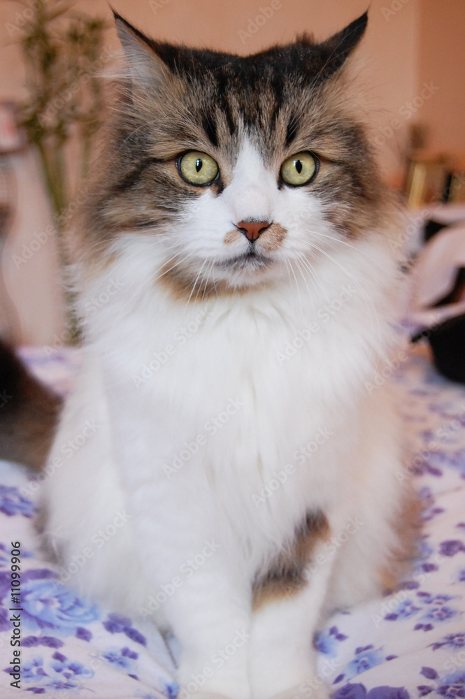 The most funny cat in the world The most funny cat in the world