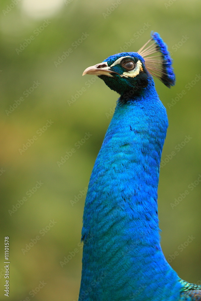 Fototapeta premium A Peacock flaunting its head (Pavo cristatus).