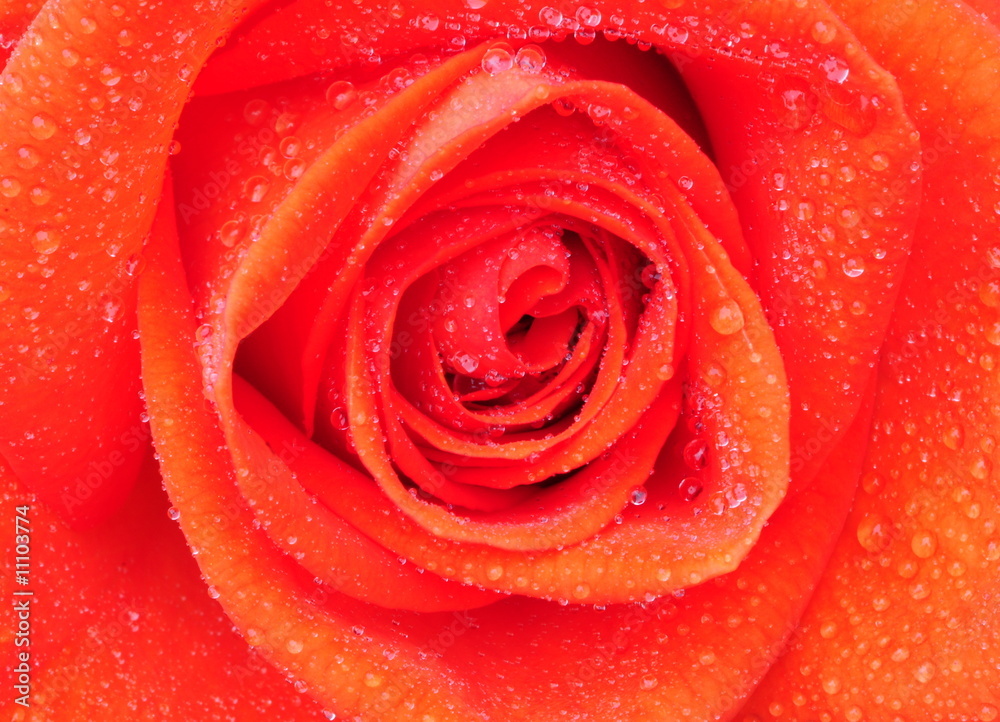 close up of pretty orange rose close up of pretty orange rose