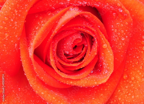 close up of pretty orange rose