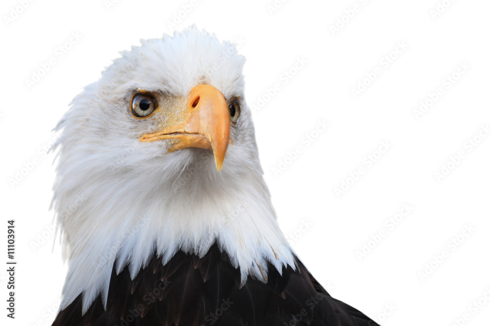 Obraz premium Bald eagle (Haliaeetus leucocephalus)