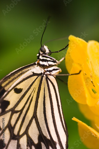Asian butterfly Idea leuconoe