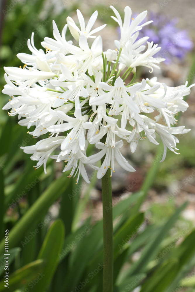 hampe florale d'agapanthe à fleurs blanches Photos | Adobe Stock