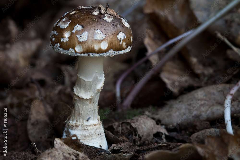 mushroom mushroom