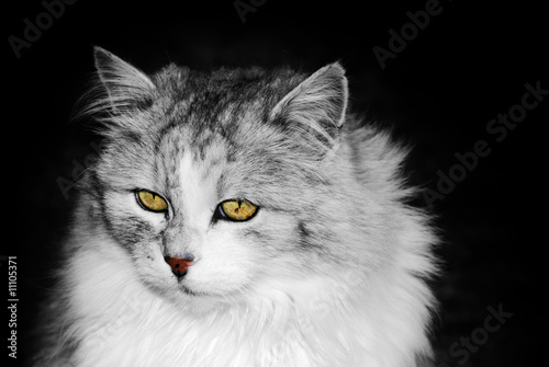 Persian cat portrait © manfredxy