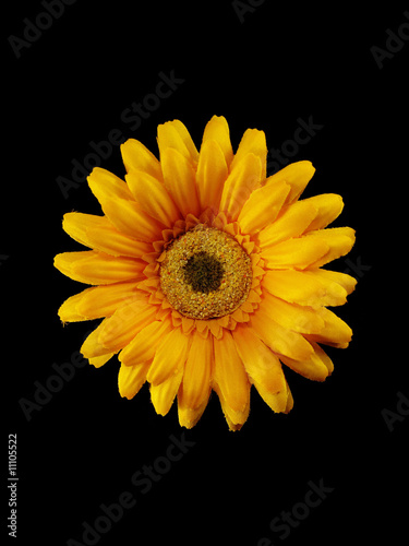 yellow artificial flower on black