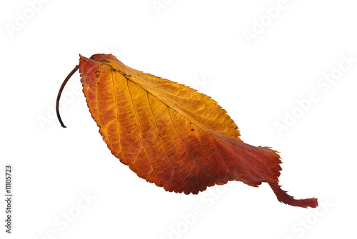 Autumn Leaf Isolated