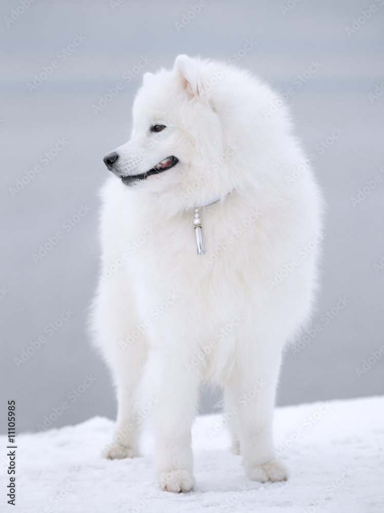 Obraz premium samoyed dog - Juvenile Champion of Russia