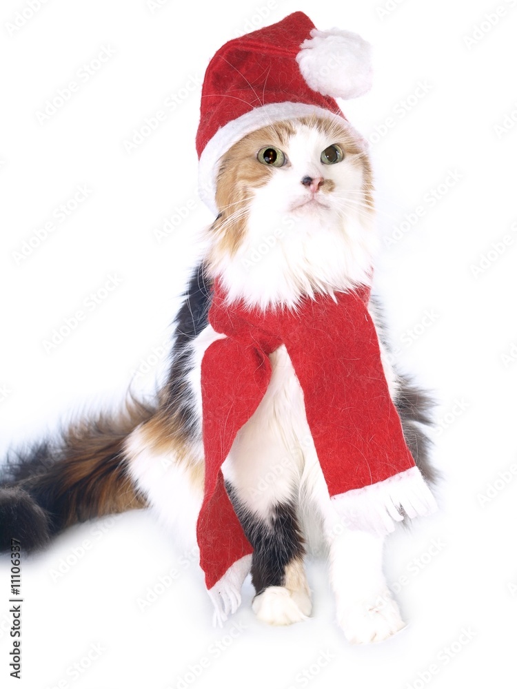 Tricolored Christmas cat Tricolored Christmas cat