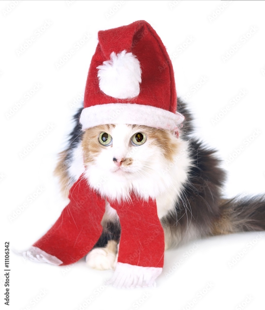 Tricolored Christmas cat Tricolored Christmas cat