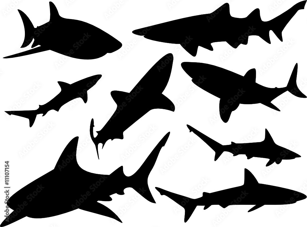 Obraz premium Sharks