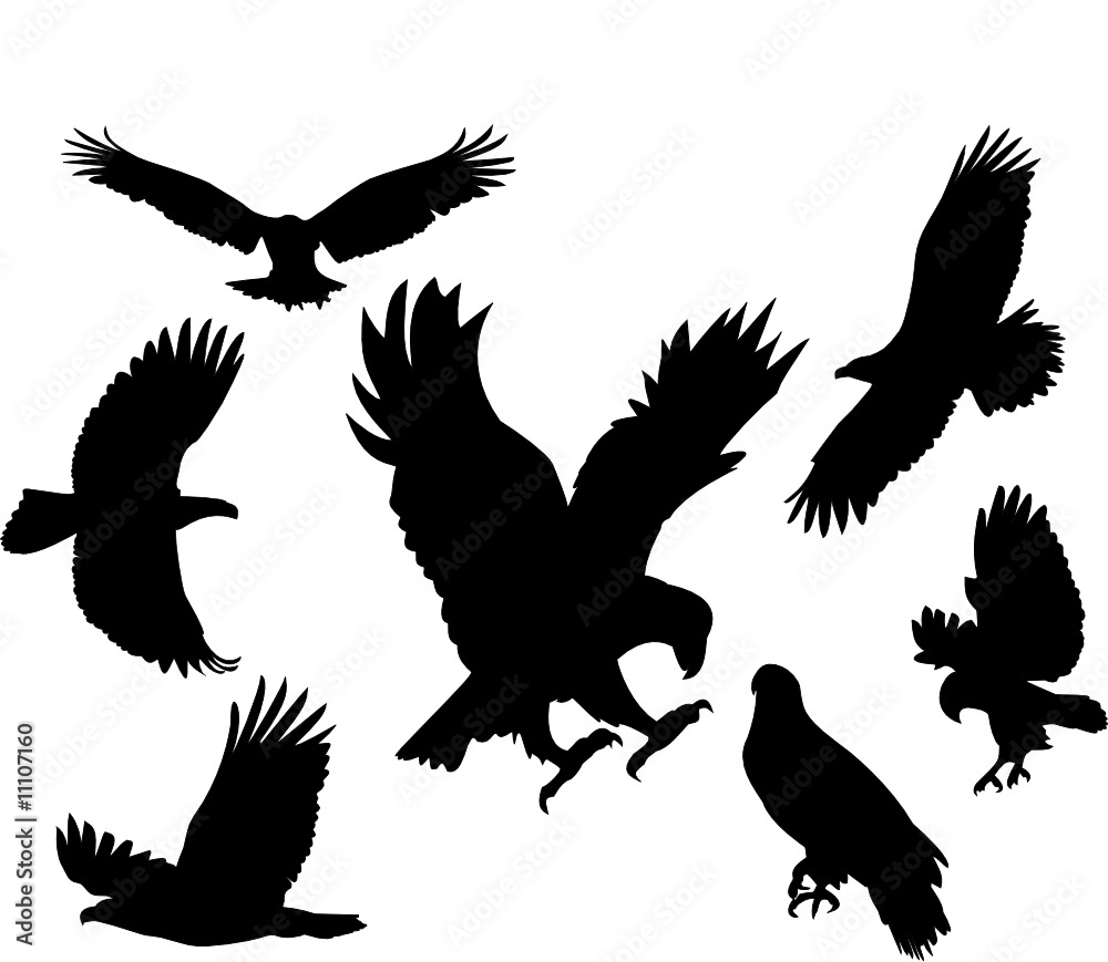 Obraz premium Bird set vector