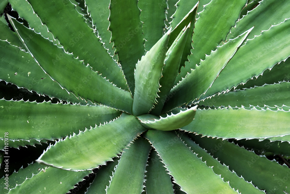 Agave à feuilles épineuses Agave à feuilles épineuses