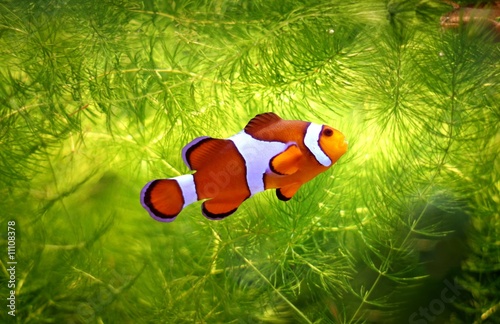 Obraz na płótnie foolfish