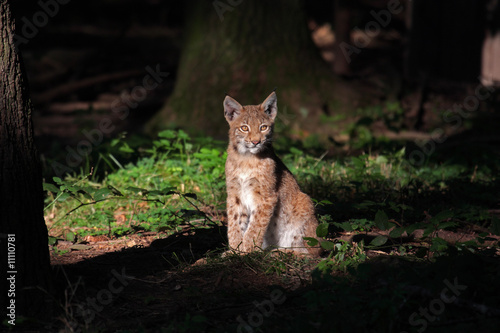 Luchs