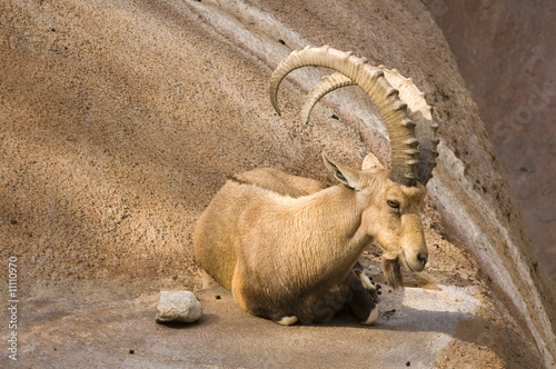 Tablou canvas Scimitar horned Ibex