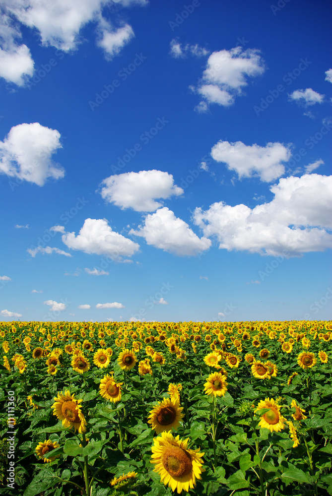 Fototapeta premium sunflower field