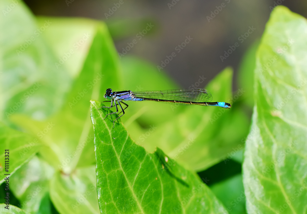 Damselfly Damselfly