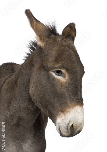 donkey ( 4 years)