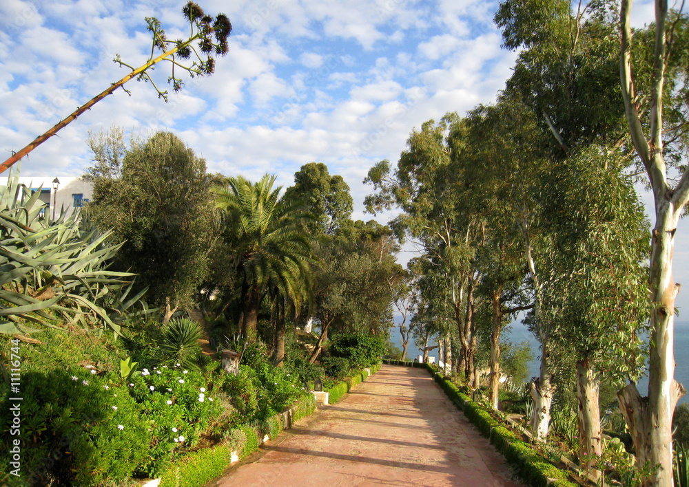 allée de palmiers allée de palmiers