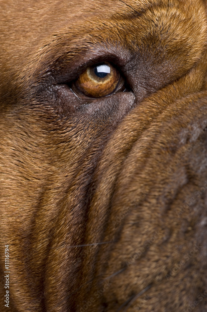 custom made wallpaper toronto digitalDogue de Bordeaux (2 years)